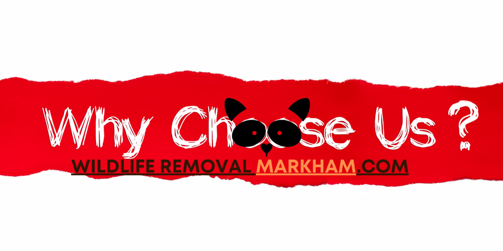 Choose Wildlife Removal Markham