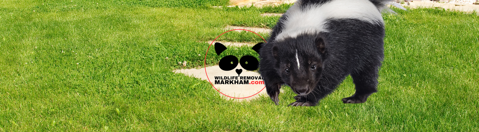 Skunk Removal Markham