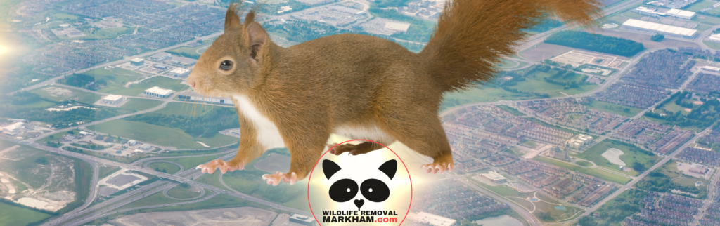 Squirrel Removal Markham