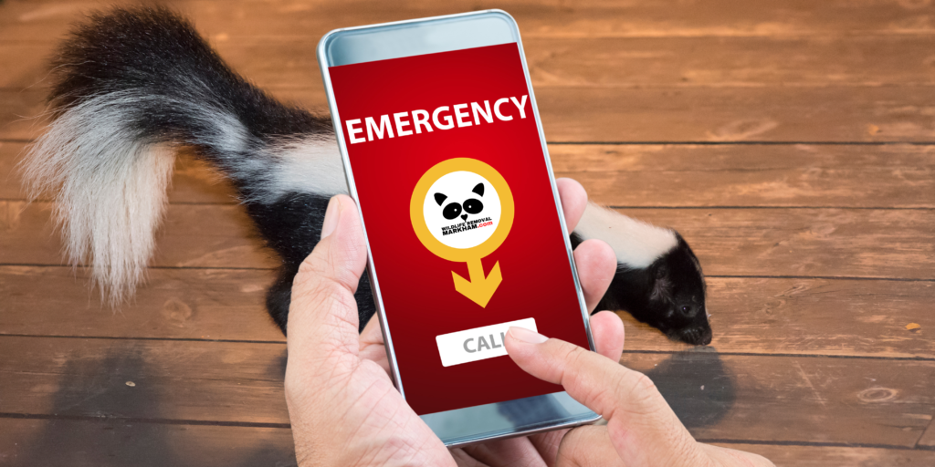 Emergency Wildlife Removal Markham