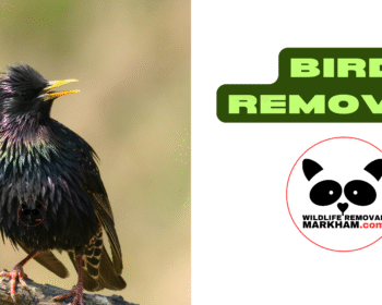 Bird Nest Removal Markham, Wildlife Removal Markham