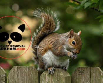 Squirrel Gestation Period and Baby Season Facts, Wildlife Removal Markham
