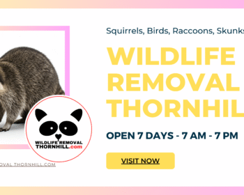 Wildlife Removal Thornhill